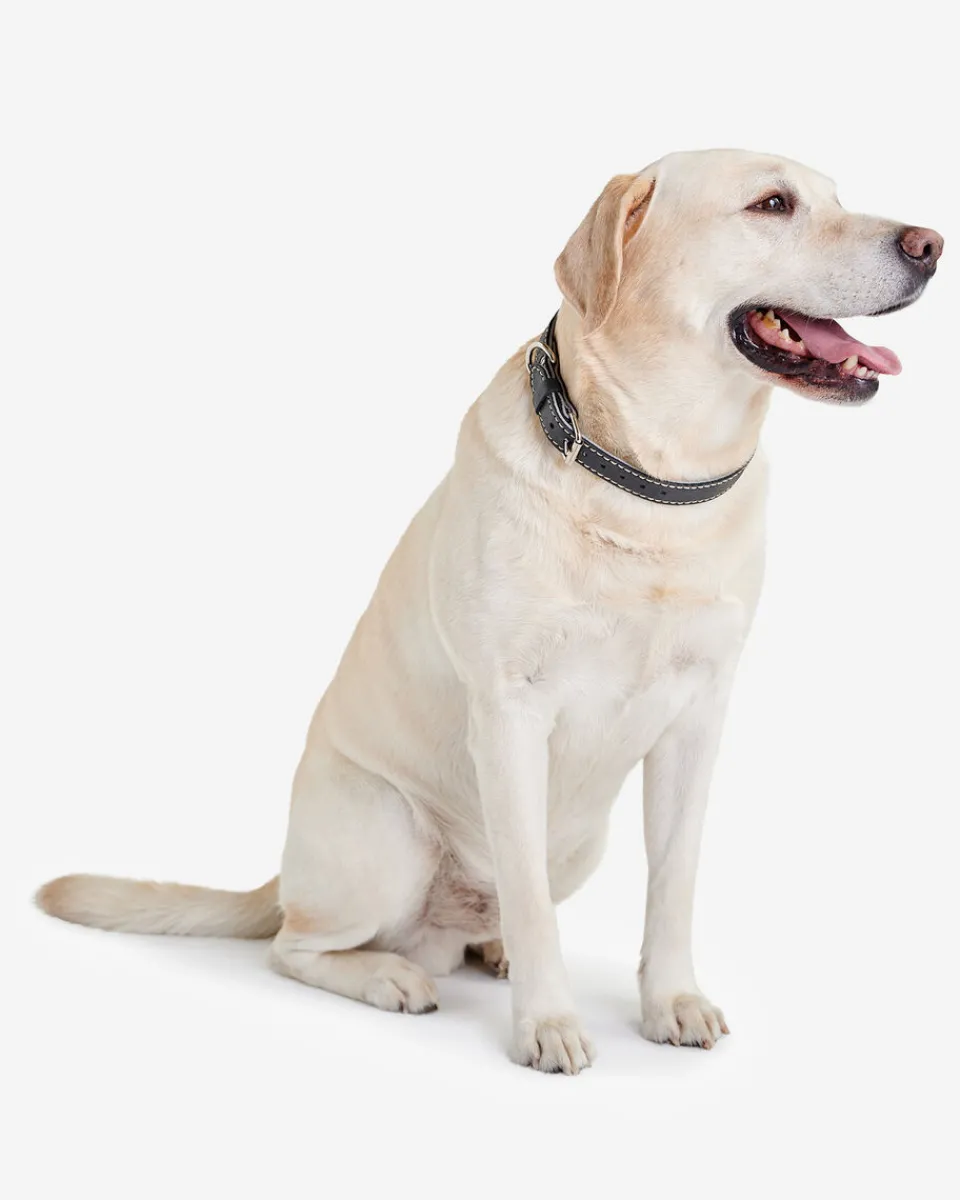 Roots Large Leather Dog Collar*Women Pet