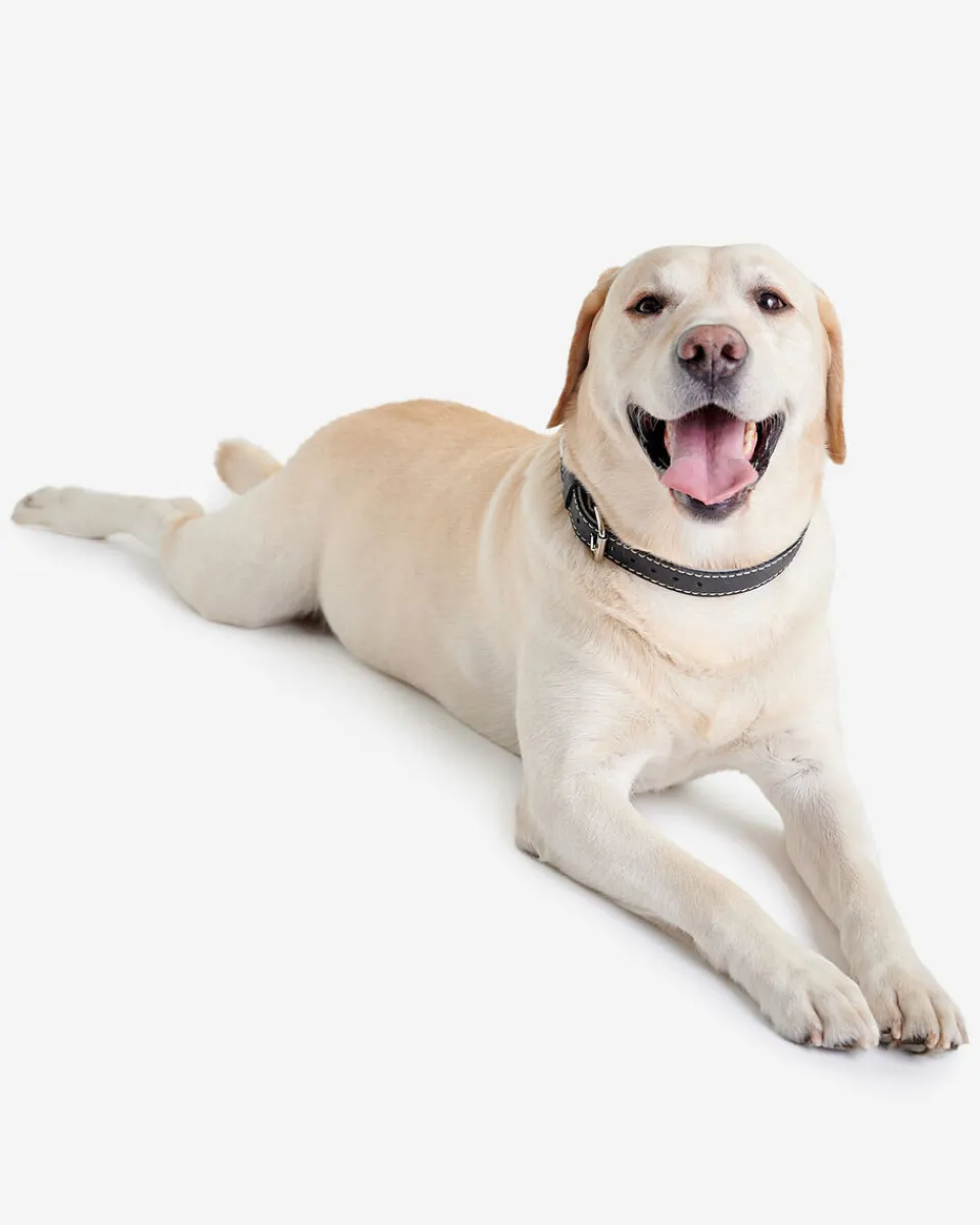 Roots Large Leather Dog Collar*Women Pet